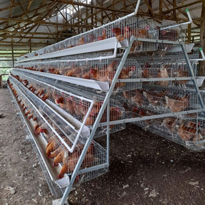 Chicken Cage